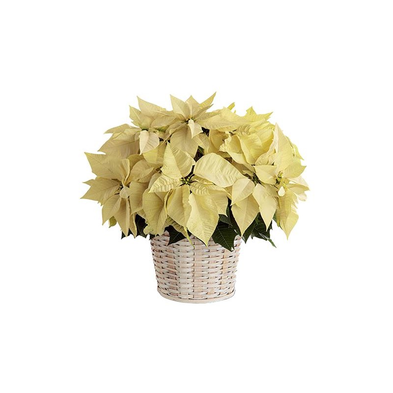 Grand poinsettia dans un panier 