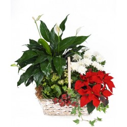 I migliori auguri