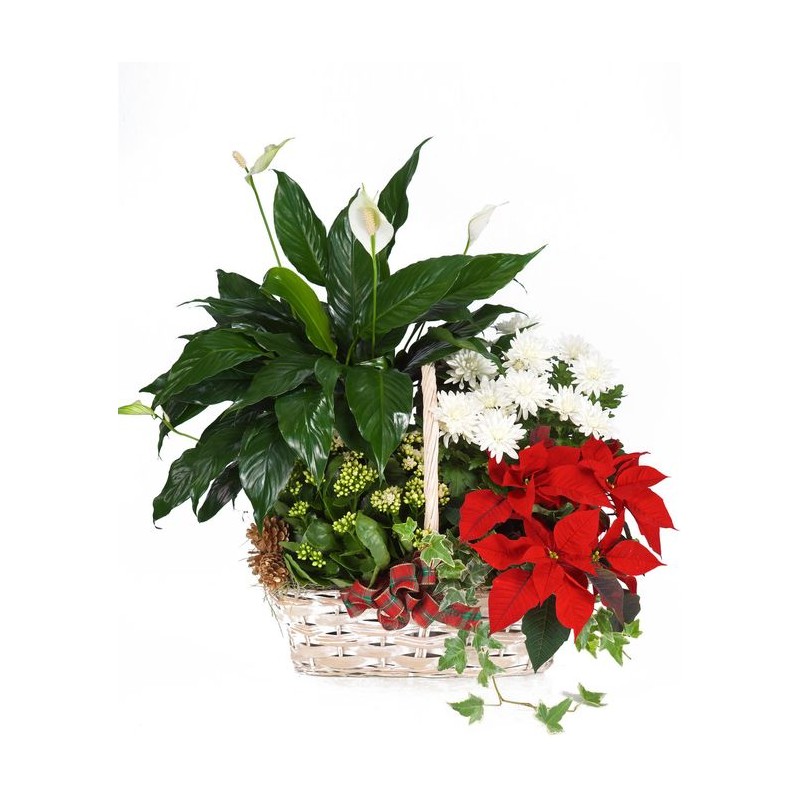I migliori auguri di Natale