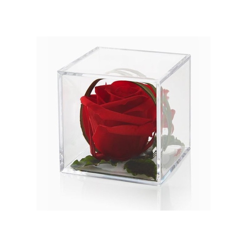 Rosa rossa senza tempo