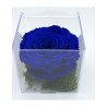 Rosa blu senza tempo
