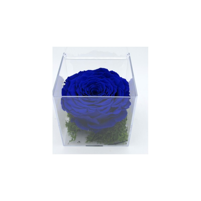 Rosa blu senza tempo