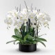 phalaenopsis blu
