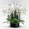Orchidea royal