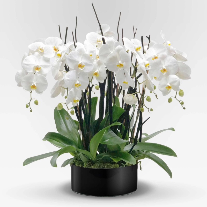 phalaenopsis blu