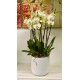 Orchidea 10 rami in vaso bianco