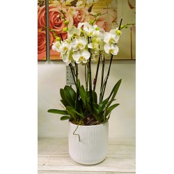 Orchidea 10 rami in vaso bianco