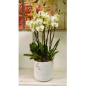 Orchidea 10 rami in vaso 
