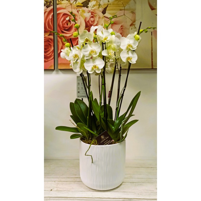Orchidea 10 rami in vaso bianco