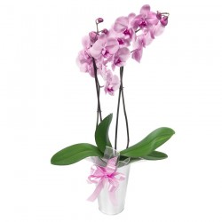 Orchidea phalaenopsis rosa in vaso 