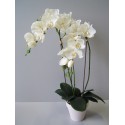 Orchidea due rami in vaso 