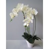 Orchidea bianca due rami in vaso 