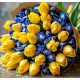 Mimosa7 - Bouquet solar