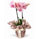 Orchidea Phalaenopsis - Colori assortiti