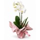 Orchidea Phalaenopsis - Colori assortiti
