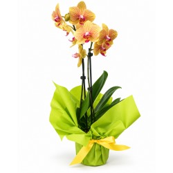 Orchidea Phalaenopsis - Colori assortiti