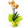 Orchidea Phalaenopsis - Colori assortiti