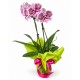 Orchidea Phalaenopsis - Colori assortiti