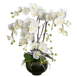  Orchidea bianca 5 rami in vaso 