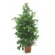 Plante anthurium rouge dans le panier