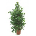 L'usine de ficus benjamin H + 150 cm 