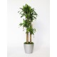 Plant Dracaena 4 or more sections H cm 140-170.