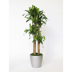 Plante Dracena de 3 ou plus des troncs H cm 140-170.
