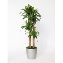 Plant Dracena 3 - or more trunks H cm 140-170.