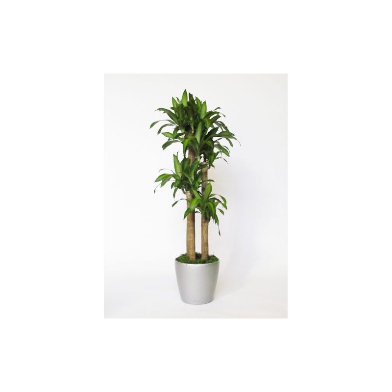 Plant Dracaena 4 or more sections H cm 140-170.