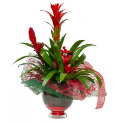 Plantas de anthurium rojo en la cesta