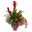La composición de la mezcla de bromelia en el frasco de vidrio
