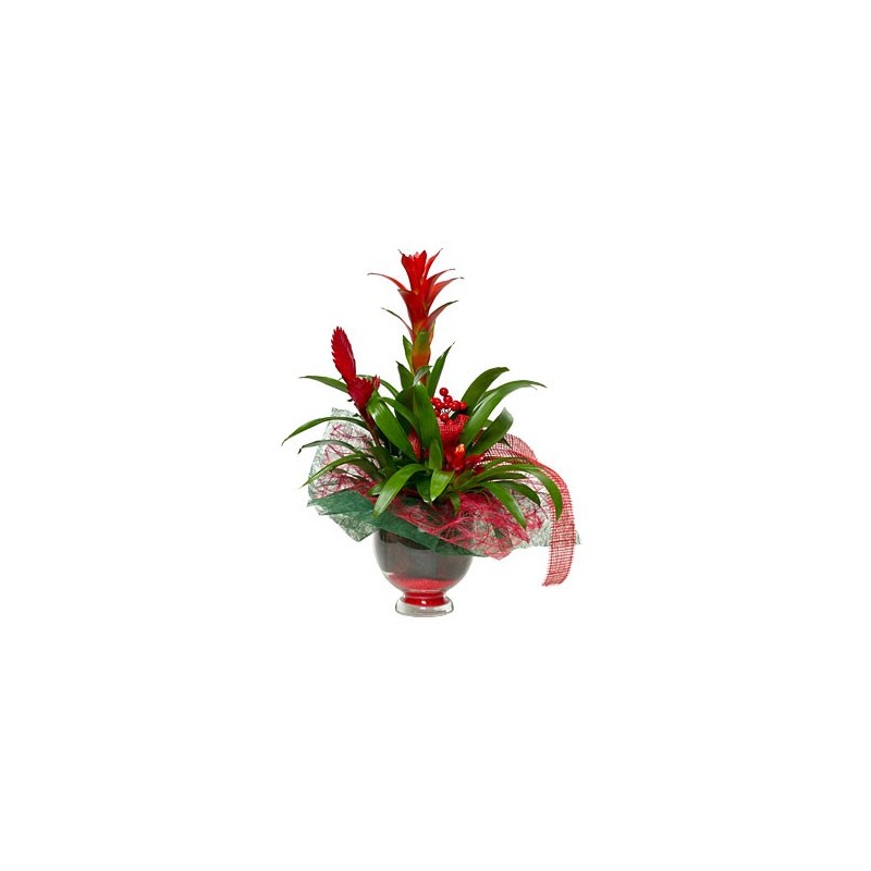 Plantas de anthurium rojo en la cesta