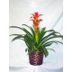 Plant anthurium red in basket