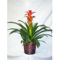 The plant of bromelia red in basket