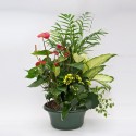 Mix di piante in vaso 