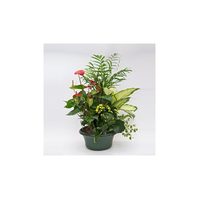 Planta anthurium roșu în coș