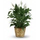 Plante anthurium rouge dans le panier