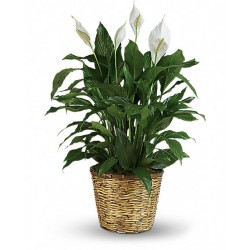 Pianta di anthurium rossi in cesto