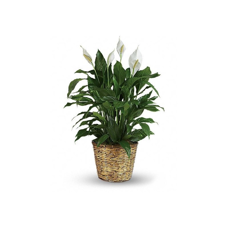 Plante anthurium rouge dans le panier
