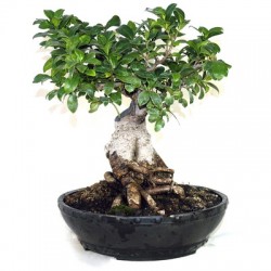 Bonsai ficus ginseng  H cm.40/50