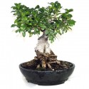 Bonsai ficus ginseng H cm.40