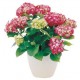 Pianta di anthurium rossi in cesto