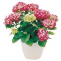 Pianta di ortensia rosa