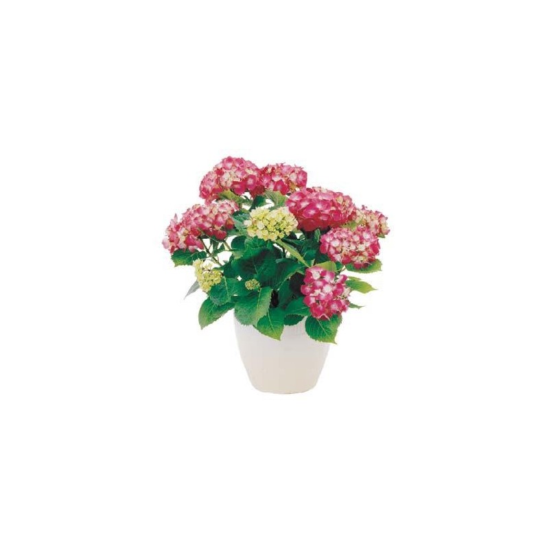 Pianta di anthurium rossi in cesto