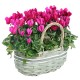 Panier cilcamini rose et fuchsia