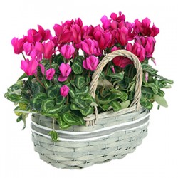 Cesto di cilcamini rosa e fuxia