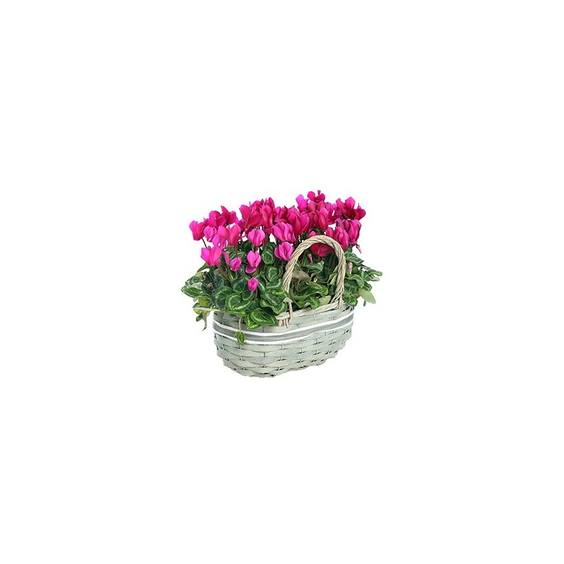 Basket cilcamini pink and fuchsia