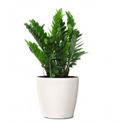 Plante zamioculcas blanc dans un vase 