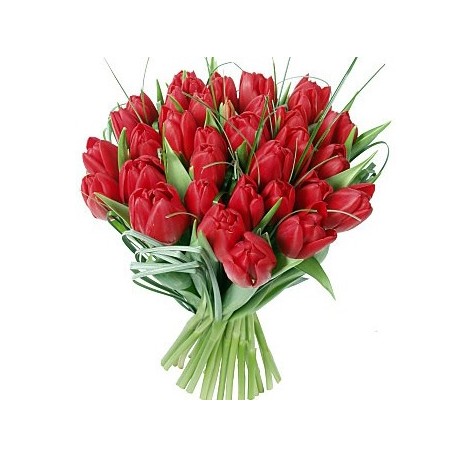 tulipani rossi immagini da