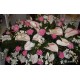 Cuscino funebre dai toni rosa con anthuium,rose rosa e fiori d'arredo